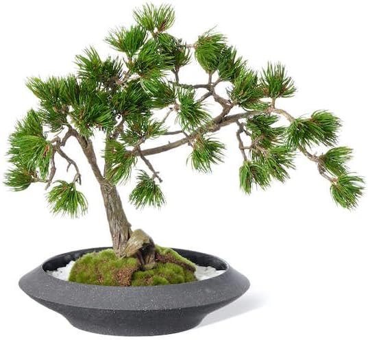 Amazon | ジャンプライズ(Jumprize) 2ピースロッド 2024 ツーリミット